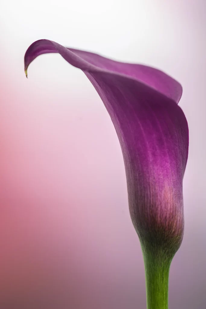 Purple Calla Lily Petals Curved warm Stem