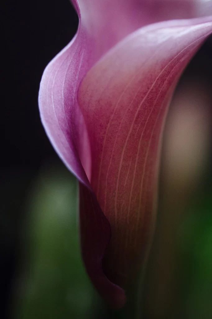 Purple Calla Lily Petals Texture Soft Focus