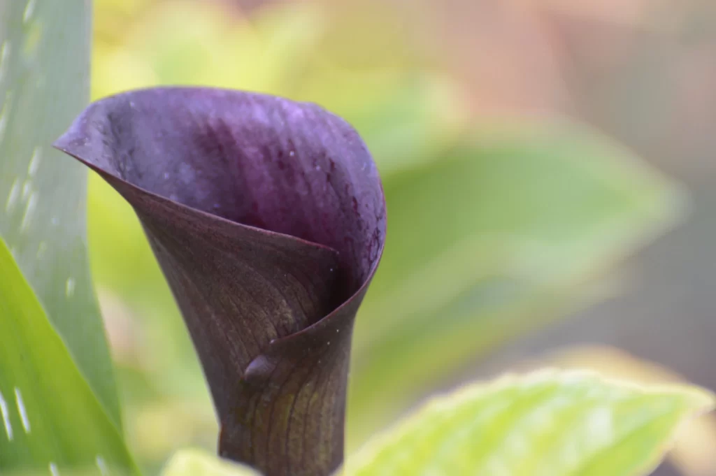 Purple Calla Lily Petals Texture Green Leaves