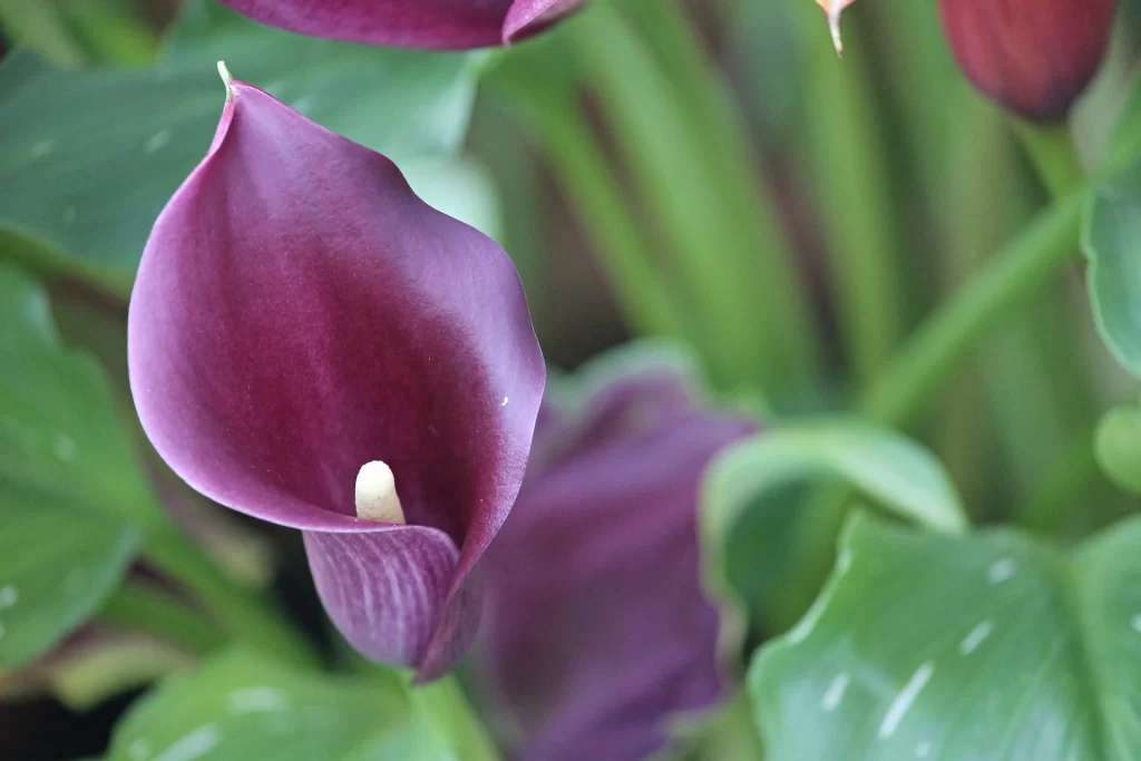 Purple Calla Lily Petals Green gray Leaves