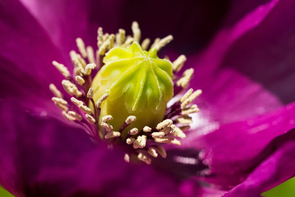 Purple Corn Poppy Petals Stamen Green Bud