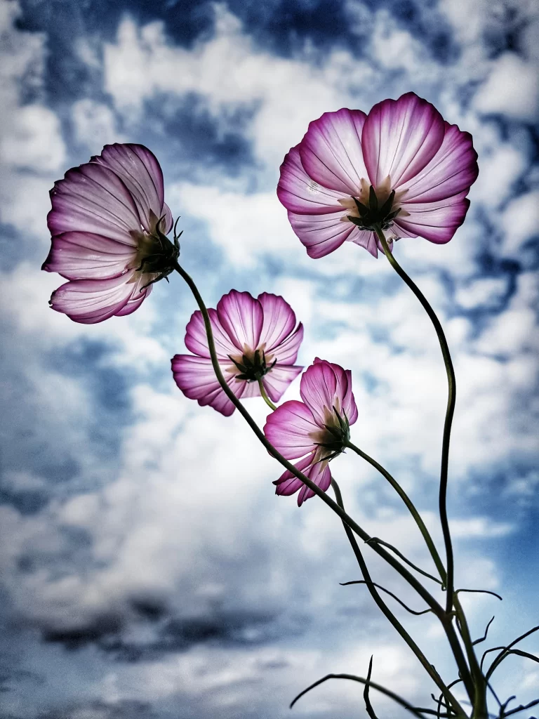 Purple Cosmos Petals Stems Cloudy Sky