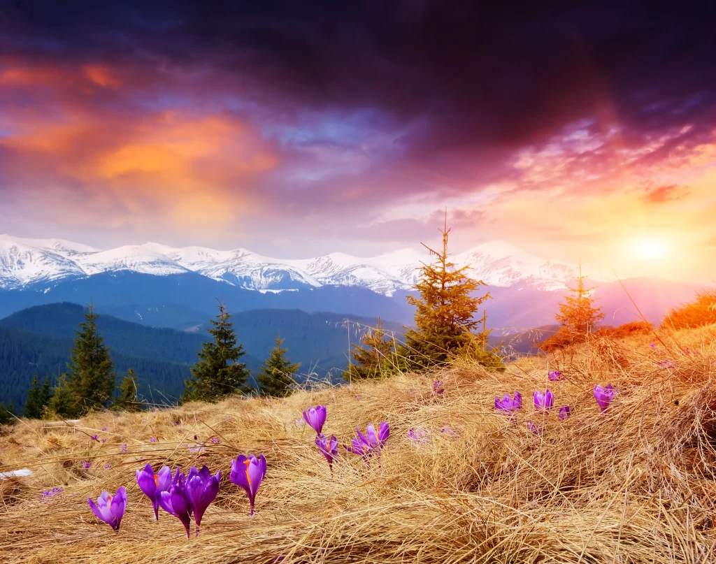 Purple Crocus Blooming Field Mountain Sunlight