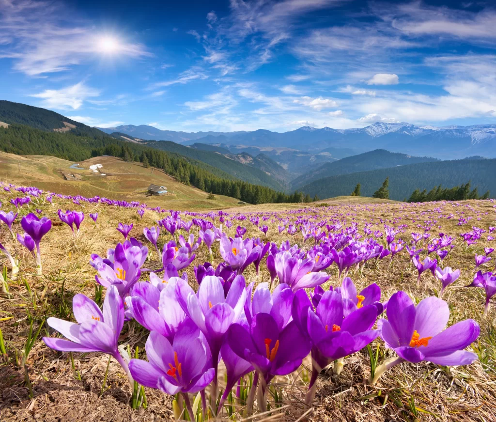 Purple Crocus Blooms Field Sunlit Hills