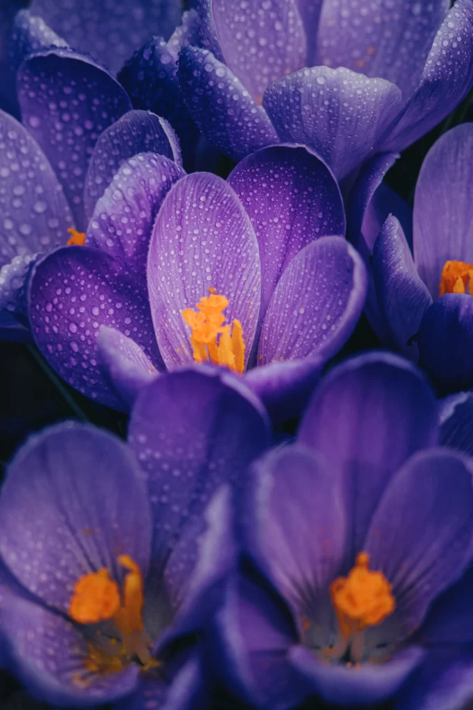 Purple Crocus Petals Dewdrops Bright Yellow Stamen