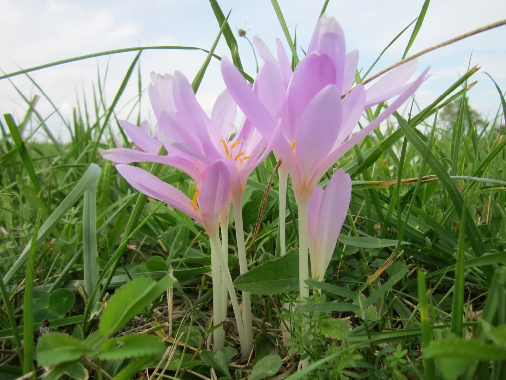 Purple Crocus Petals Grass Yellow Stamen