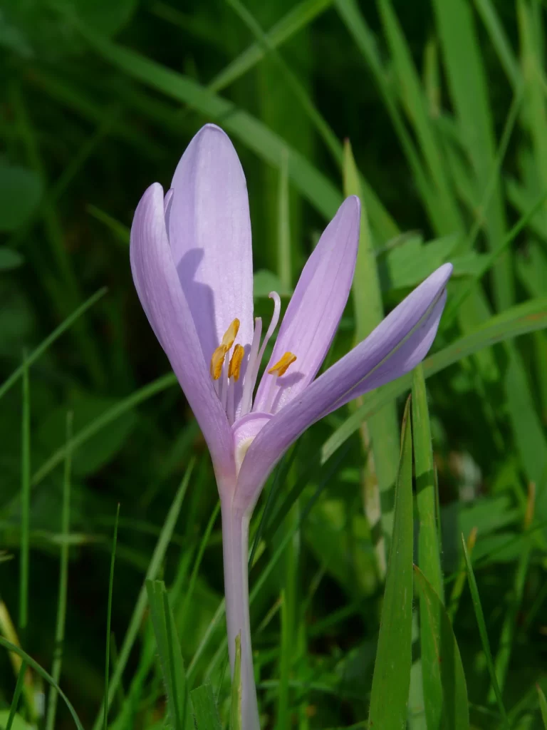 Purple Crocus Petals Yellow Stamen Green Grass