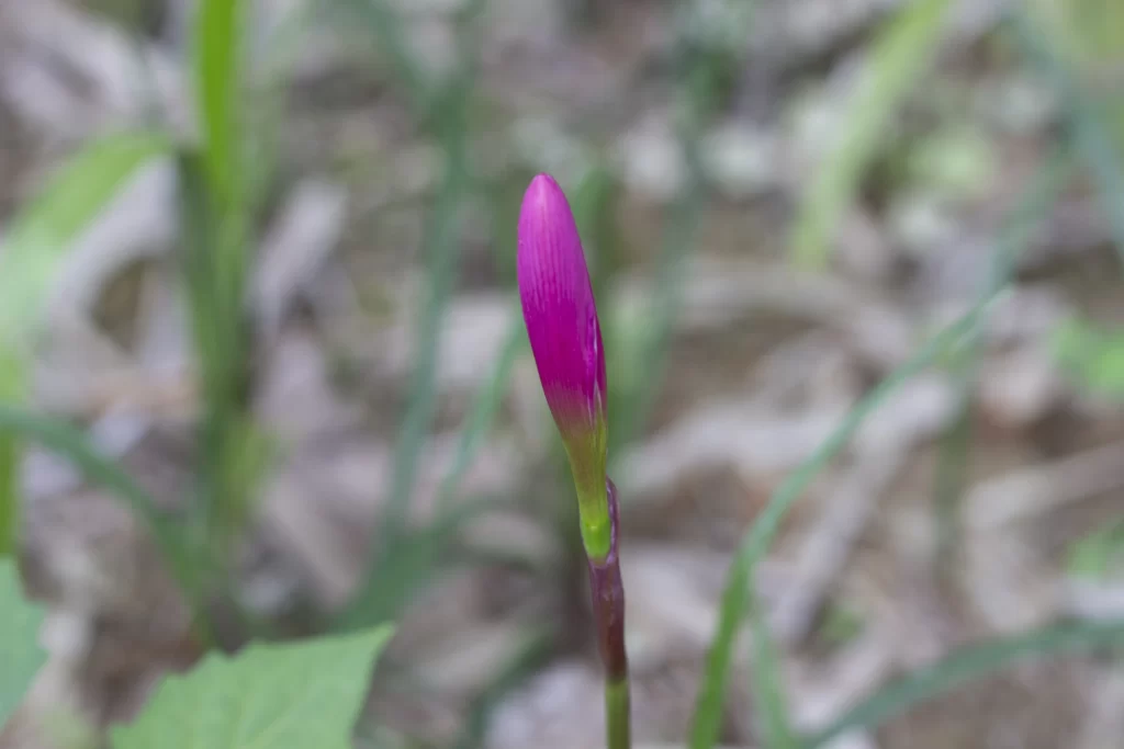 Purple Daffodil Bud Petals Green Stalk Nature