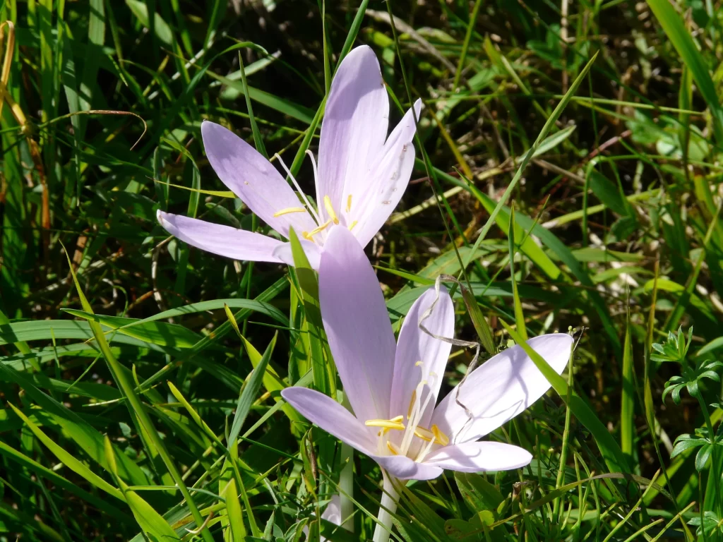 Purple Daffodil Petals Grass Yellow Stamen