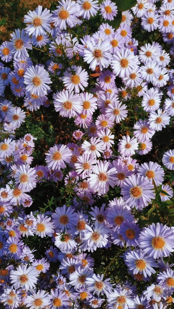 Purple Daisies Yellow Center Petals Sunlit