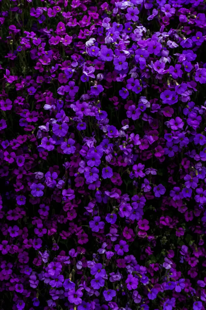 Purple Flowers Dense Petals Dark Background
