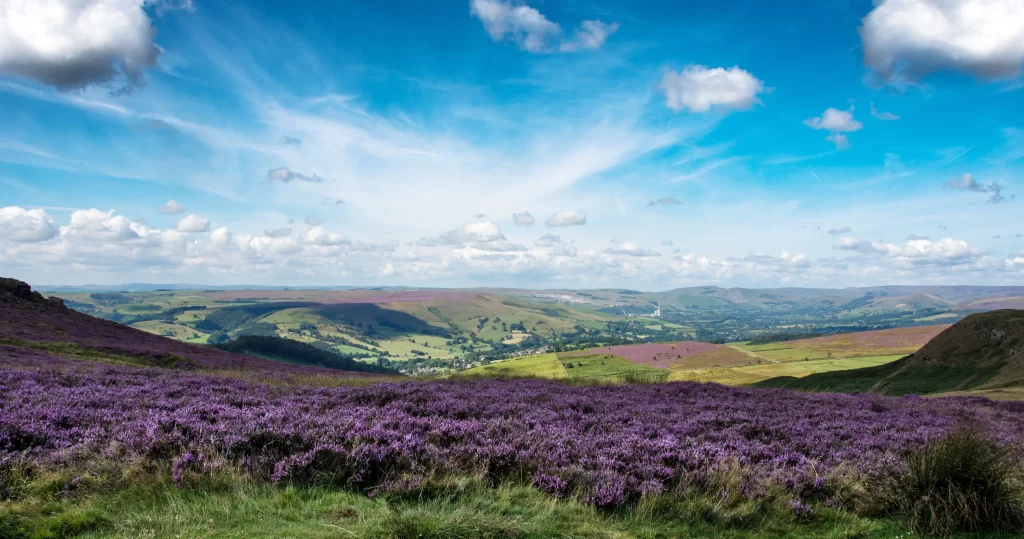 Purple Heather Bloom Hillside Scenic Sky