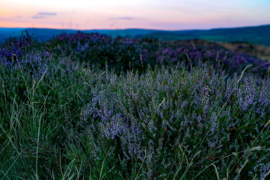 Purple Heather Bushes Blooming Sunset