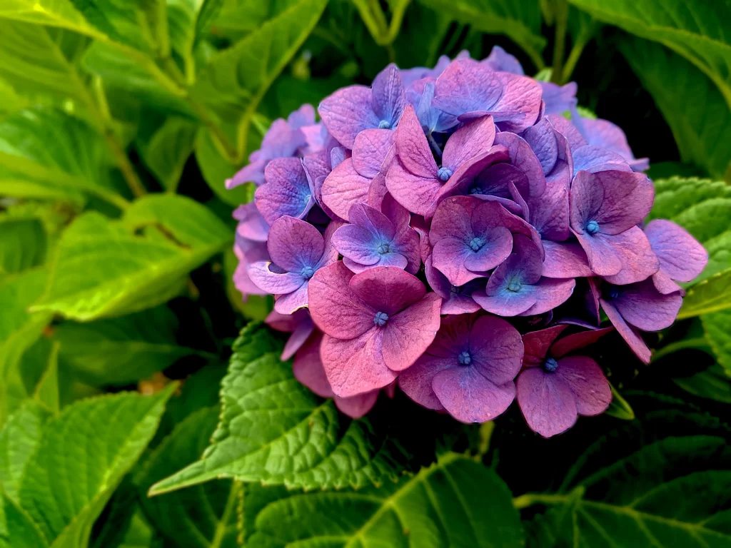 Purple Hydrangea Blooming Petals Green Leaves