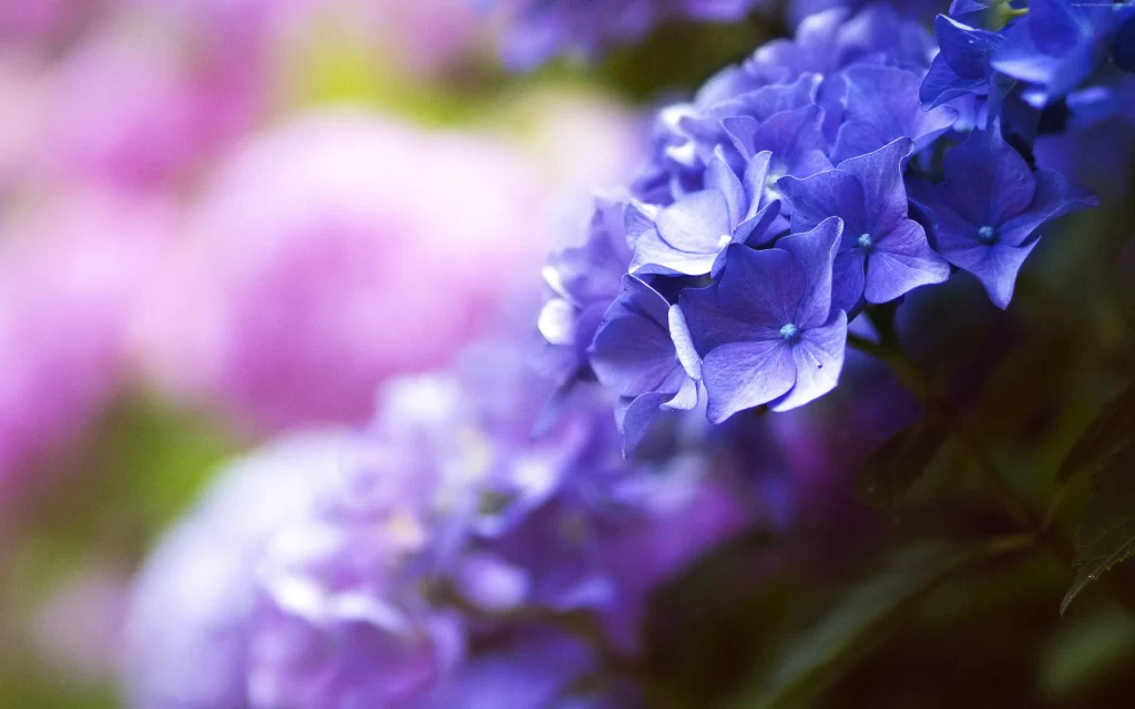 Purple Hydrangea Petals Blurred Background