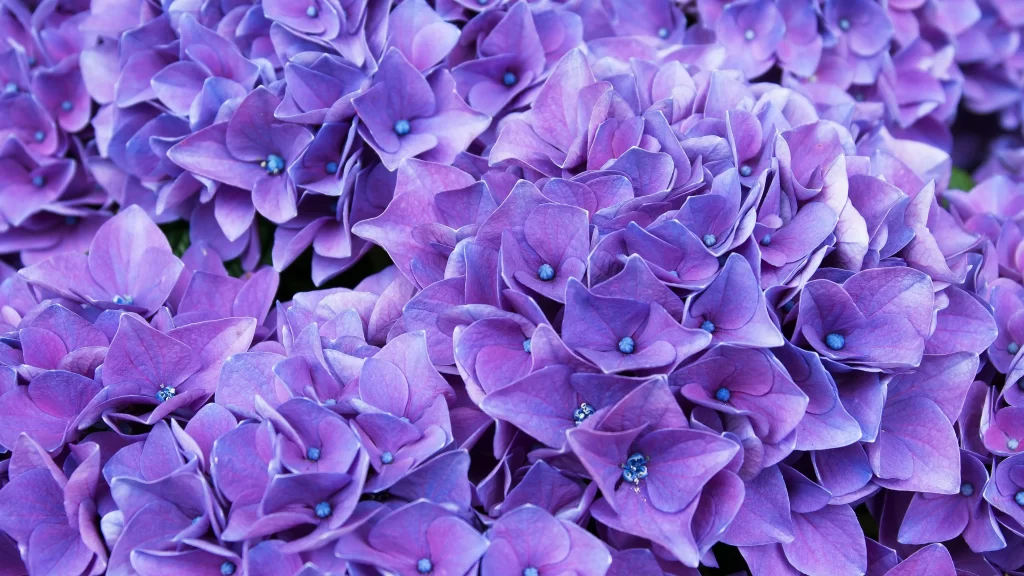 Purple Hydrangea Petals Dense Cluster Blue Centers