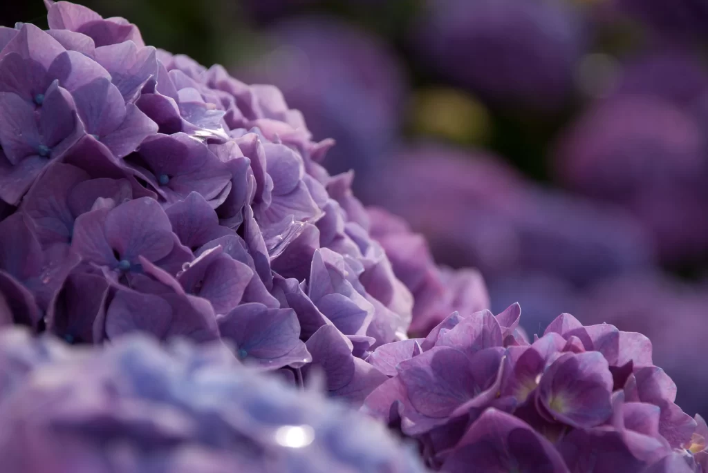 Purple Hydrangea Petals Dense Cluster Dewdrops
