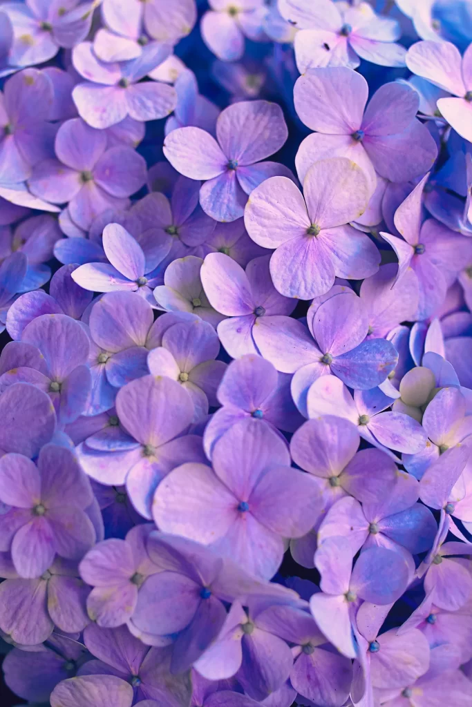 Purple Hydrangea Petals Dense Cluster Soft