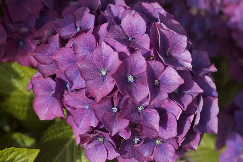 Purple Hydrangea Petals Rounded Cluster