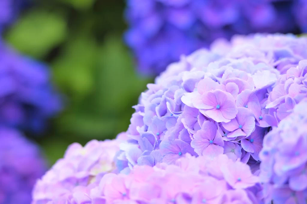 Purple Hydrangea Petals Rounded Dense Soft