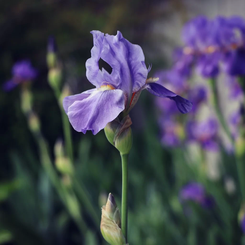 Purple Iris Bloom Petals Green Stalk