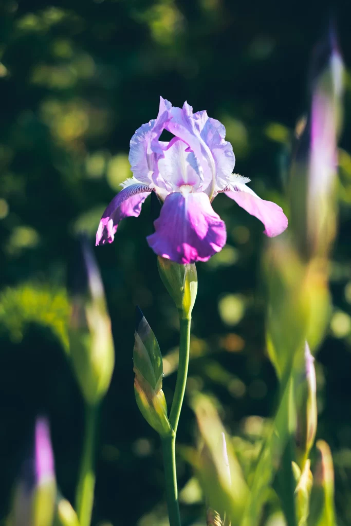 Purple Iris Bloom Petals Green Stems