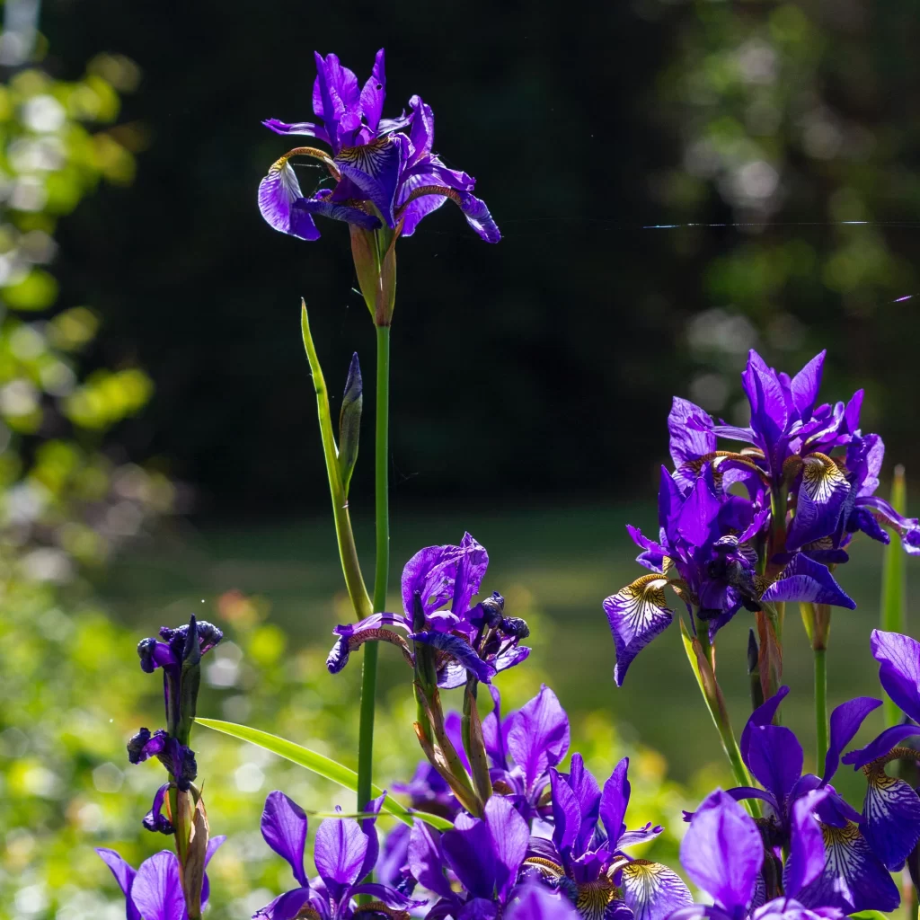Purple Iris Bloom Petals Sunlight