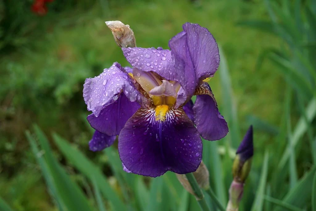Purple Iris Dewdrops Petals Yellow Center Green Leaves
