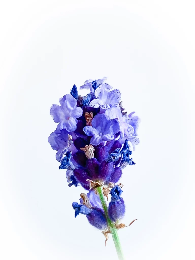 Purple Iris Petals Bloom Stamen