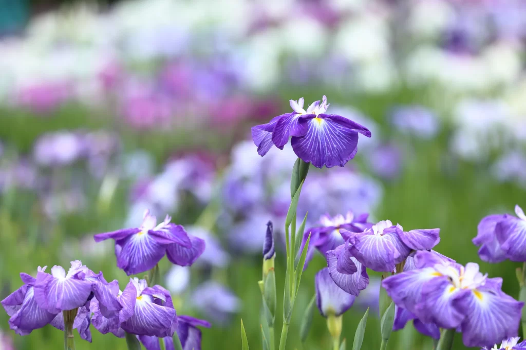 Purple Iris Petals Bloom Garden