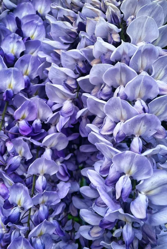 Purple Iris Petals Dense Cluster