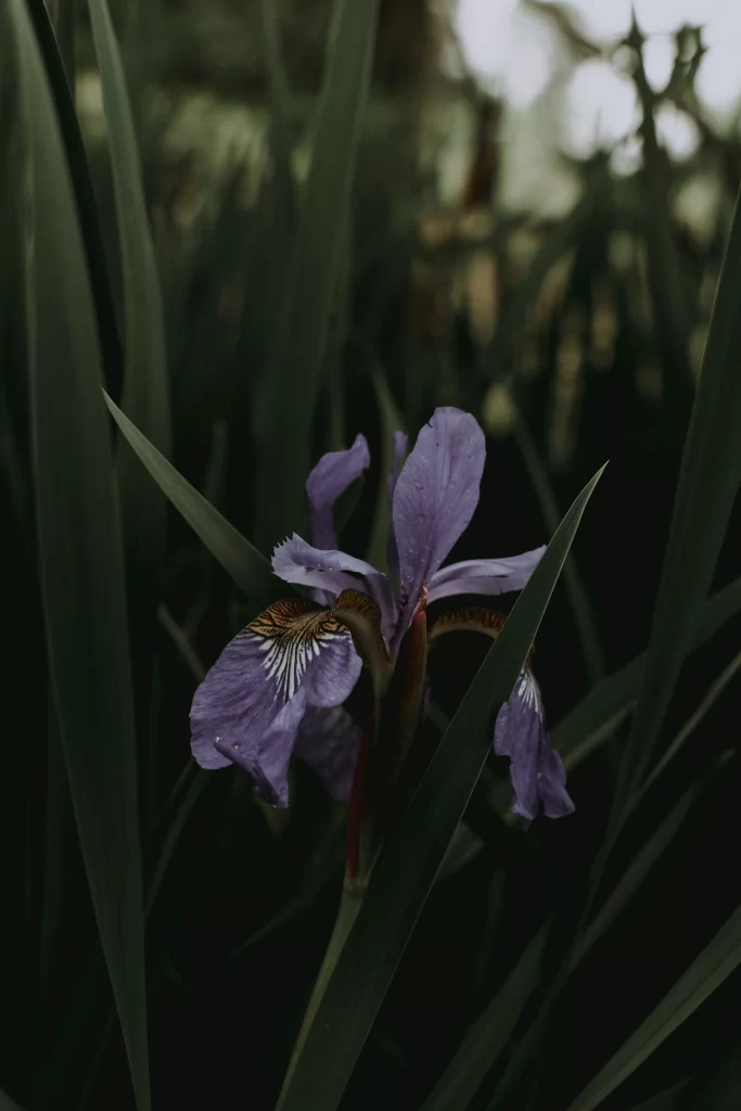 Purple Iris Petals Dewdrops Green Leaves
