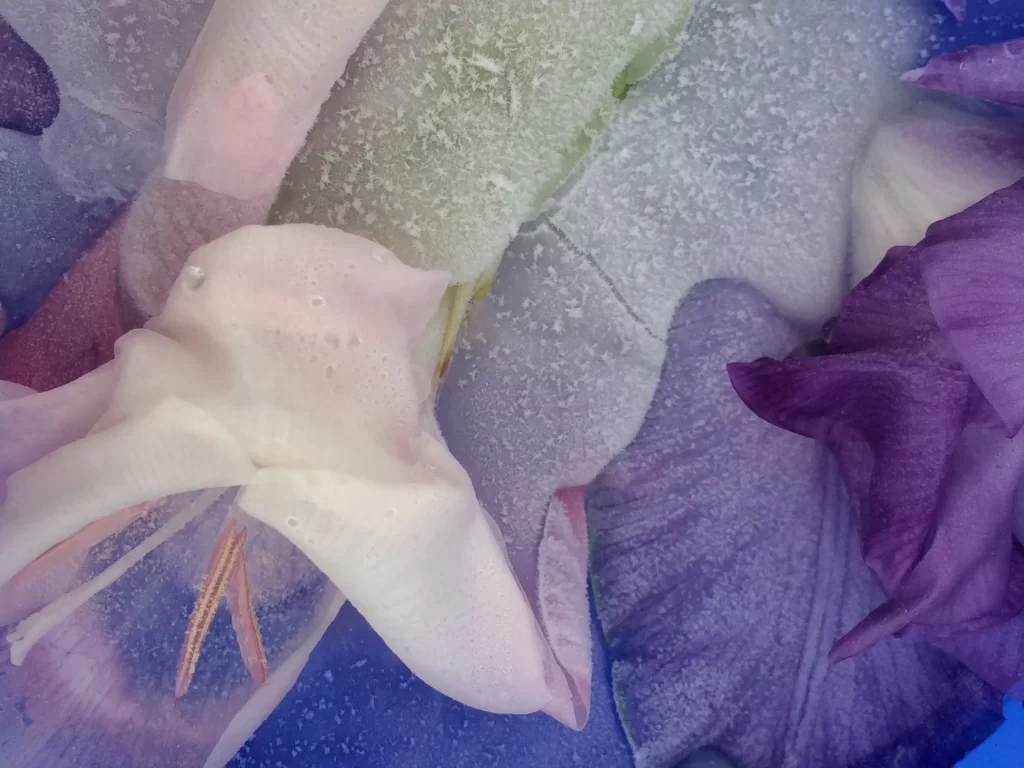 Purple Iris Petals Frosty Texture