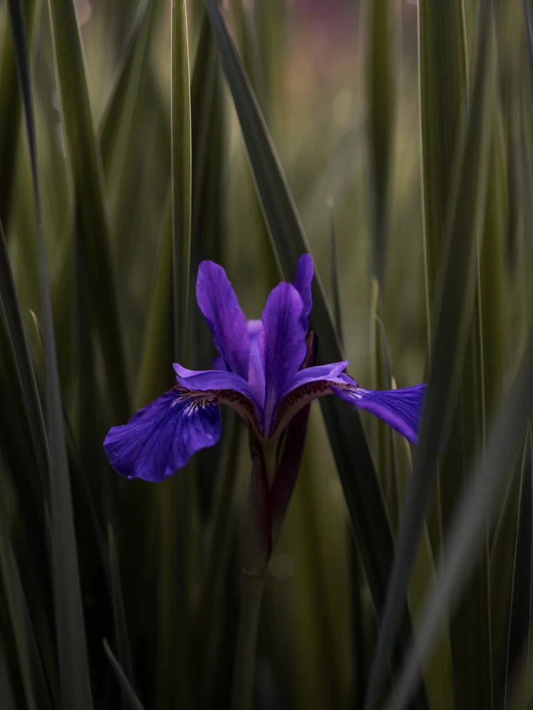 Purple Iris Petals Grass Green
