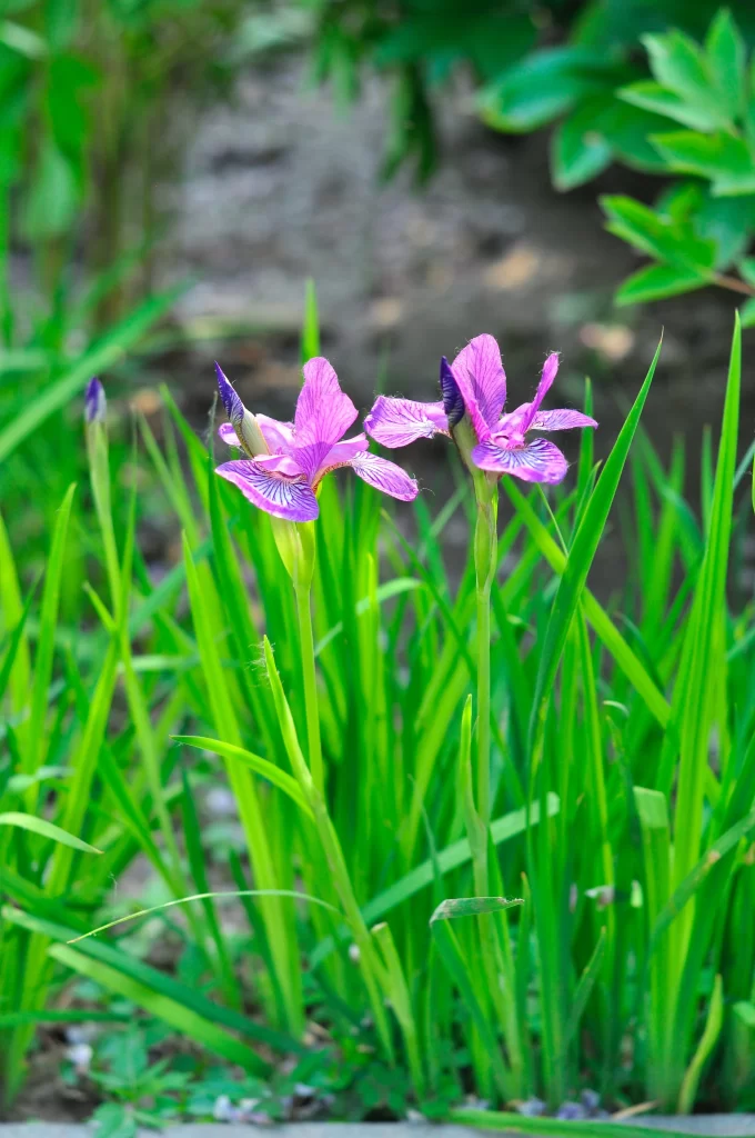 Purple Iris Petals Green warm Leaves