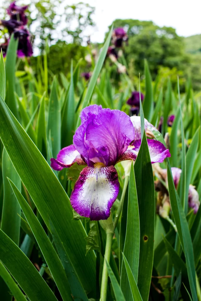 Purple Iris Petals Green warm Leaves
