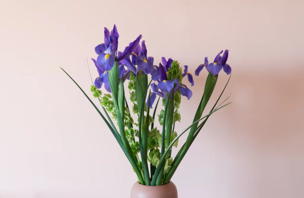 Purple Iris Petals Green Leaves Vase