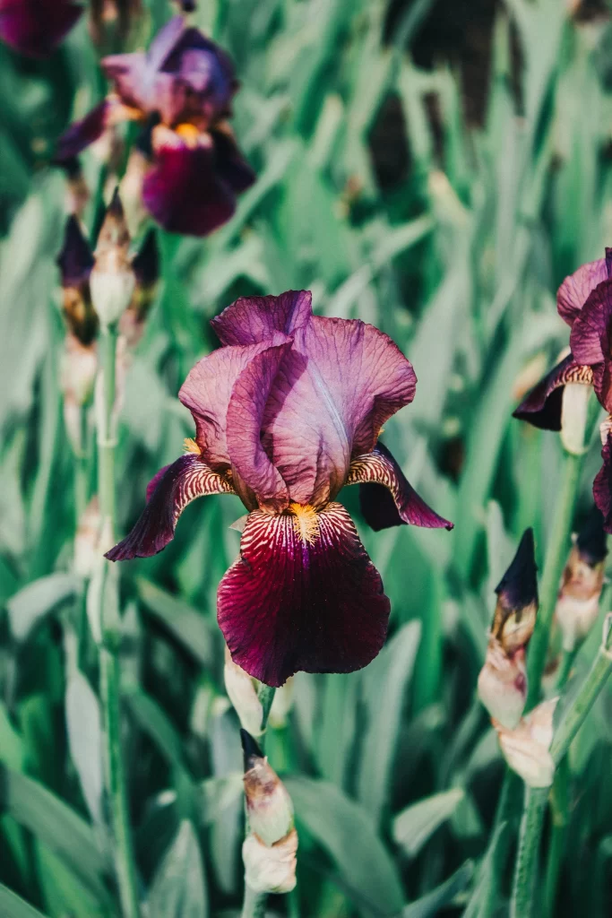 Purple Iris Petals Green gray Leaves
