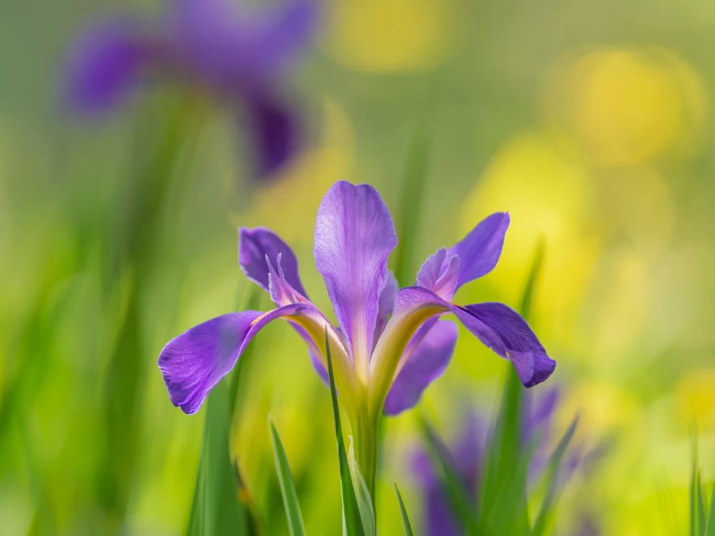 Purple Iris Petals Green Background