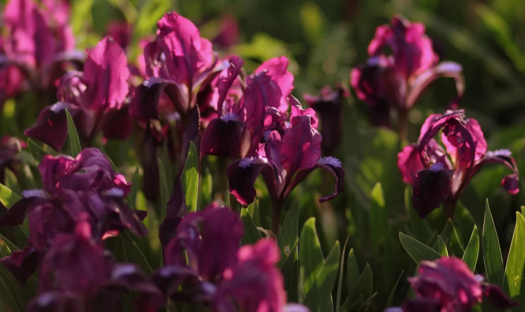 Purple Iris Petals Green warm Leaves