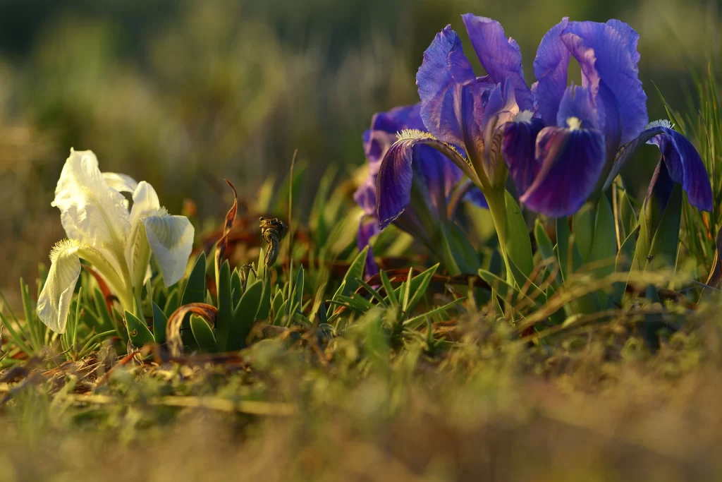 Purple Iris Petals Greenery