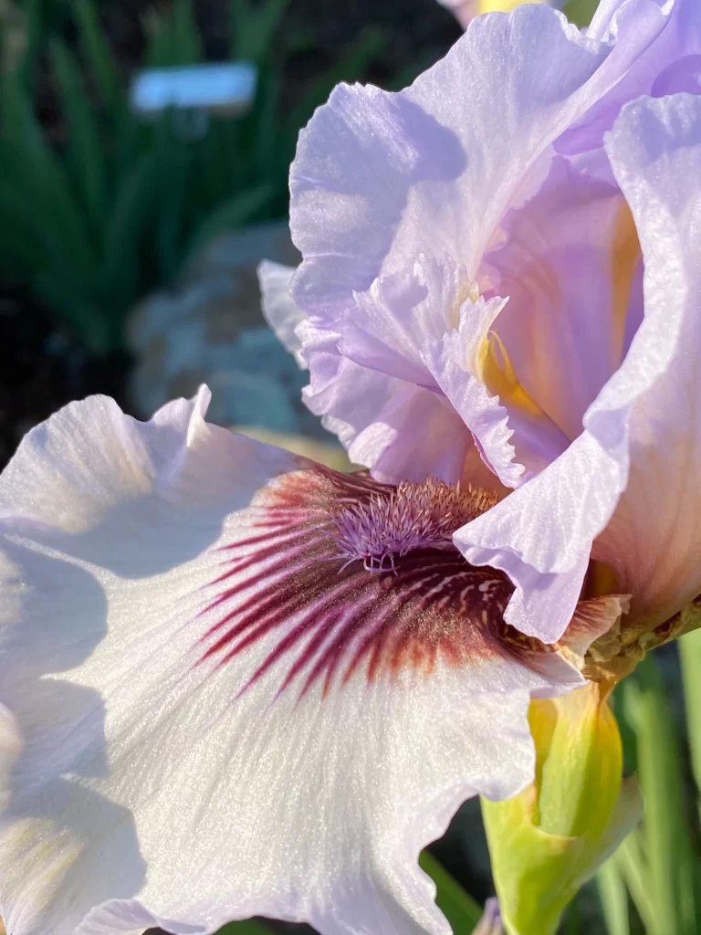 Purple Iris Petals Ruffled Edges Sunlit