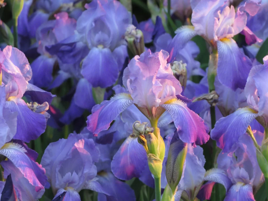 Purple Iris Petals Ruffled Edges Yellow Center