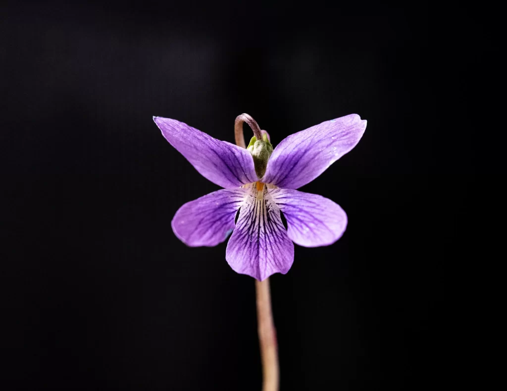 Purple Iris Petals Stem