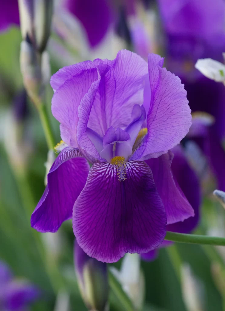 Purple Iris Petals Veins Yellow Stamen