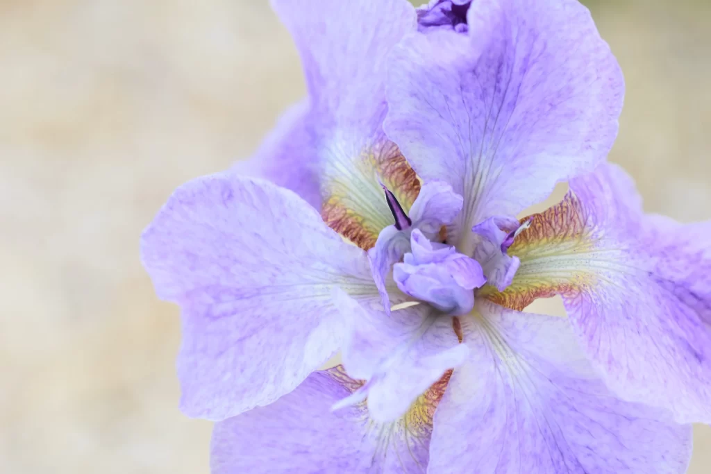 Purple Iris Petals Veins Yellow