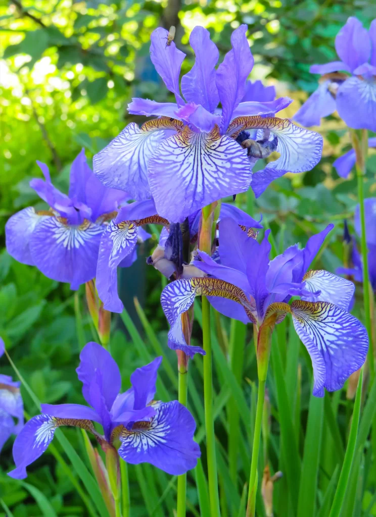 Purple Iris Petals Veins Green