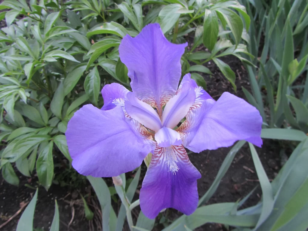 Purple Iris Petals White Speckles Green Leaves