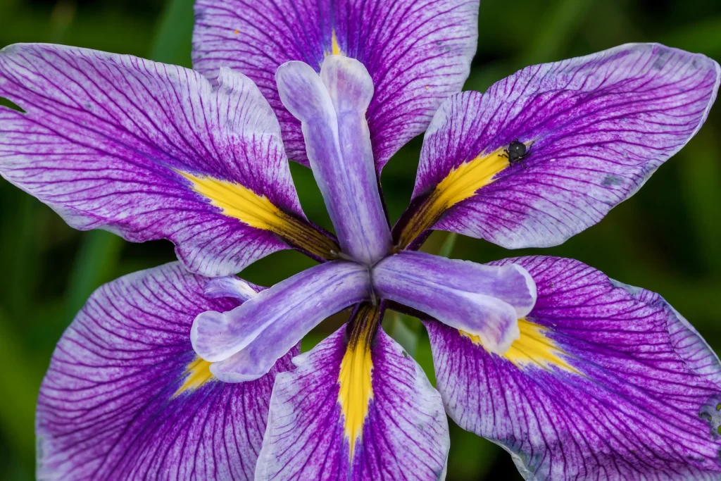 Purple Iris Petals Yellow Stripes