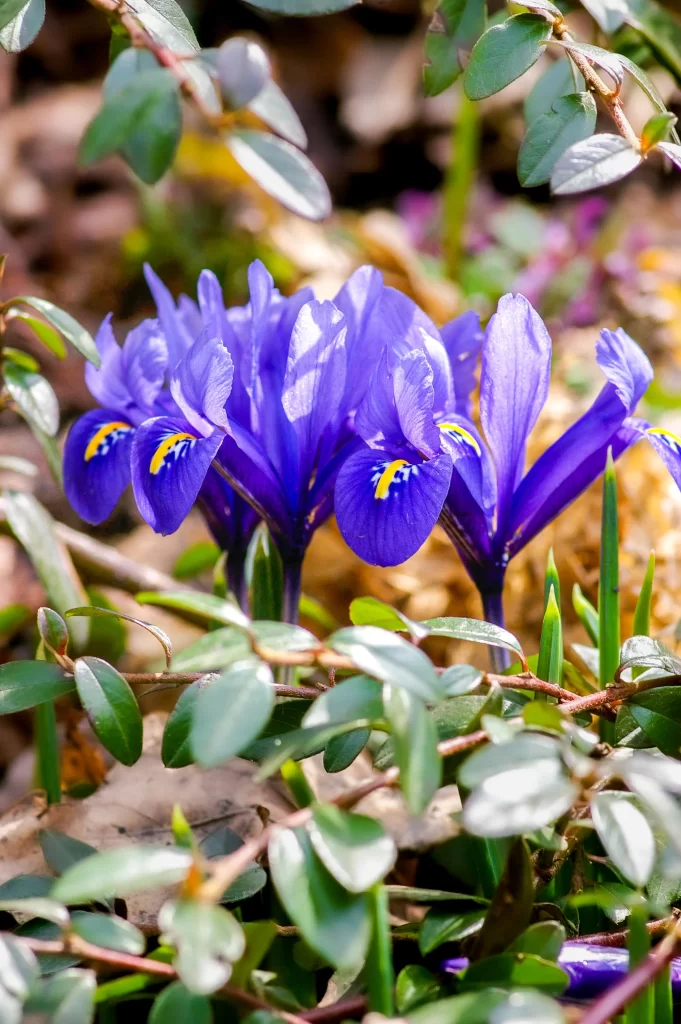 Purple Iris Petals Yellow Blue White